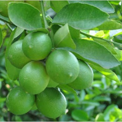 CÂY GIỐNG CHANH TỨ QUÝ