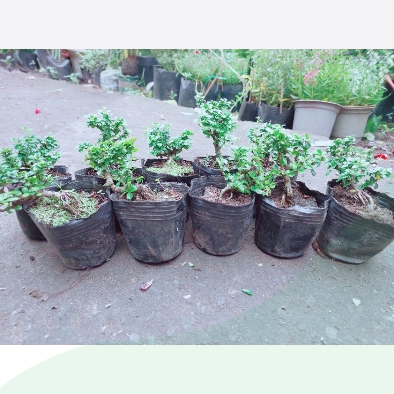 Cây Sam Hương Bonsai Mini