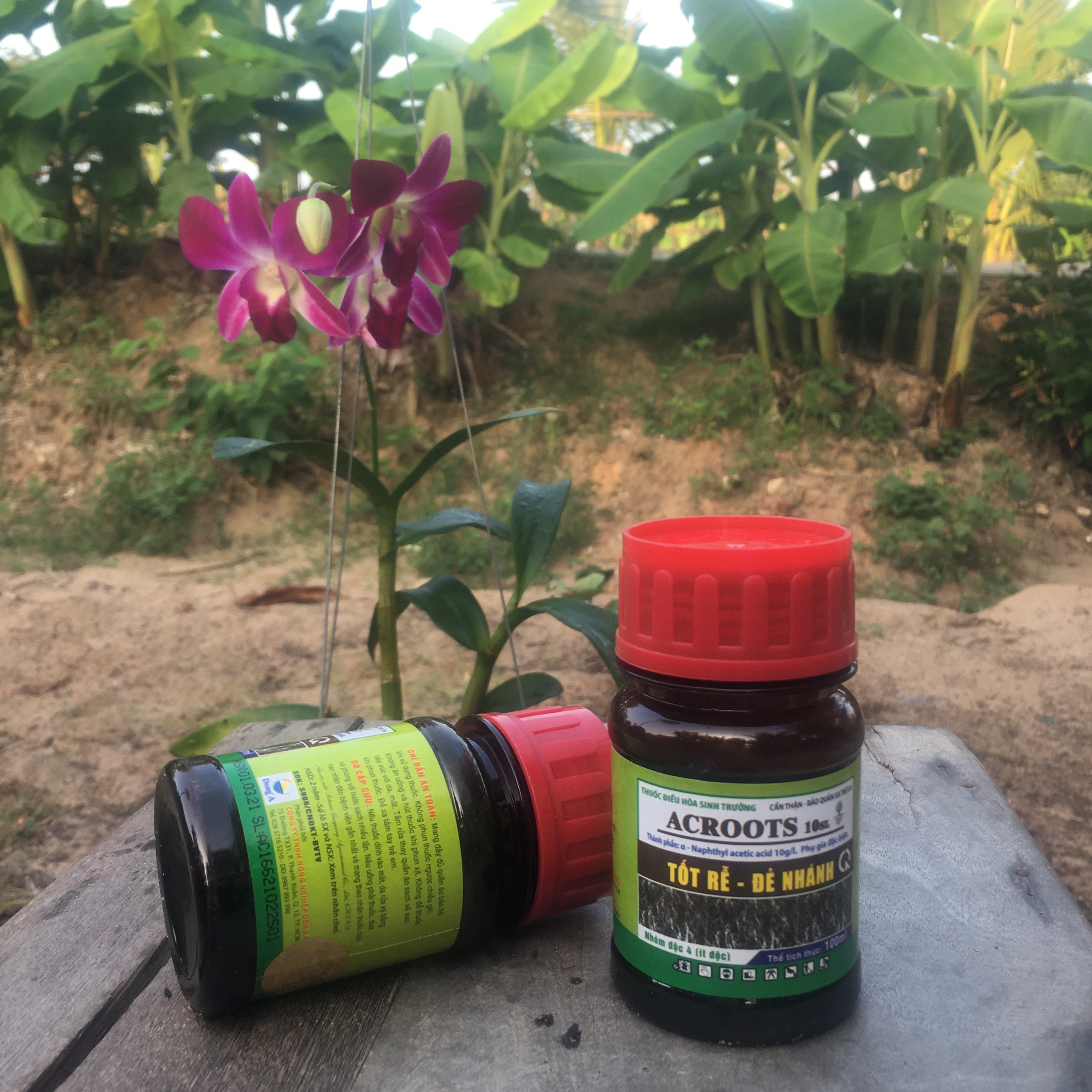 ACROOTS chai 100ml - Phân bón Tốt Rễ Đẻ Nhánh Acroots