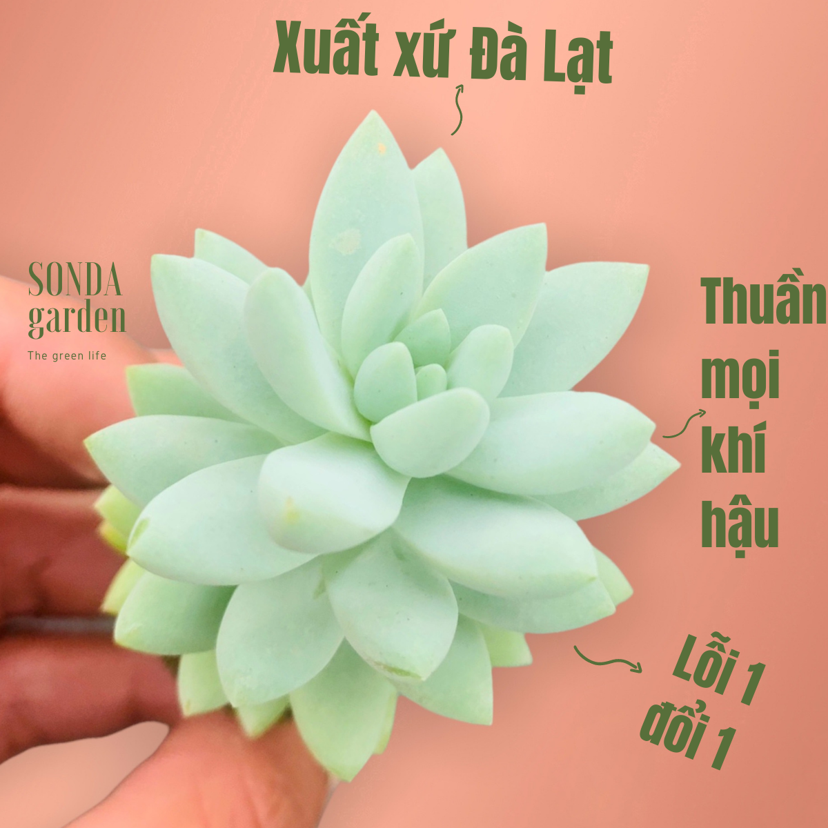 Sen đá chuỗi ngọc lam size mini, lỗi 1 đổi 1