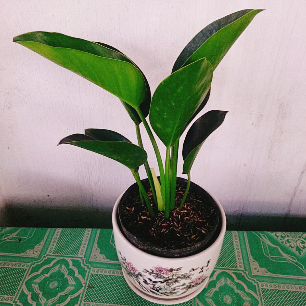 Trầu Bà Đế Vương Xanh - cây cảnh để bàn