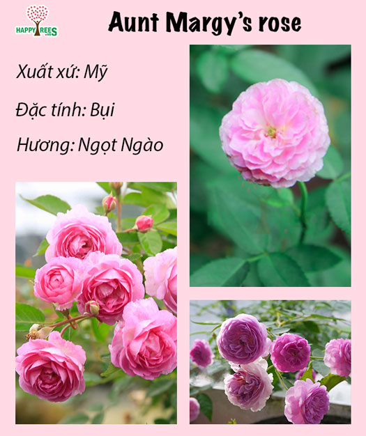 Hoa Hồng Aunt Margy’s rose - cây giống rễ trần