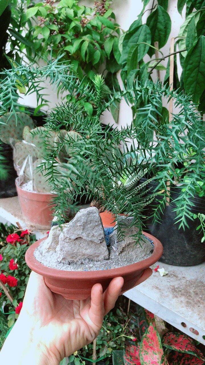 Chậu Cây Tùng Bồng Lai Bonsai(Tùng bách tán)
