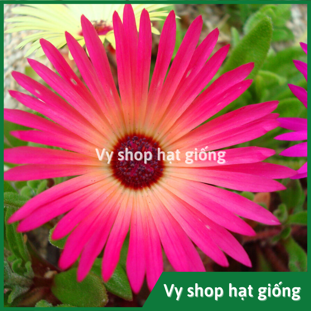 Hạt giống hoa mười giờ châu phi (Mesembryanthemum) gói 300 hạt mix màu