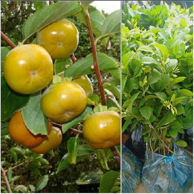 CÂY GIỐNG HỒNG GIÒN NHẬT BẢN