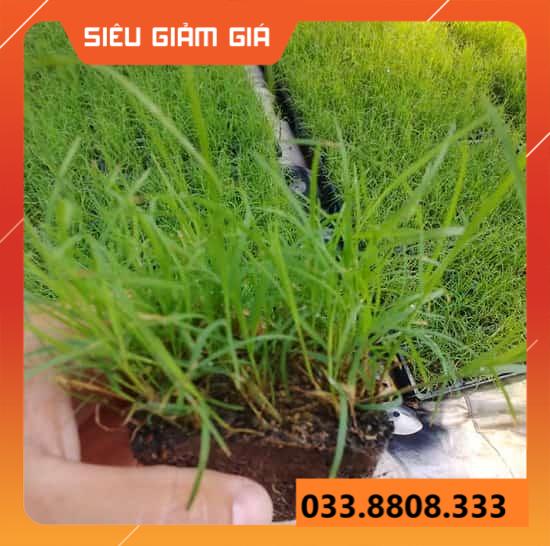 HẠT GIỐNG CỎ THẢM CẢNH CỎ BERMUDA - CHỊU HẠN HÁN TỐT