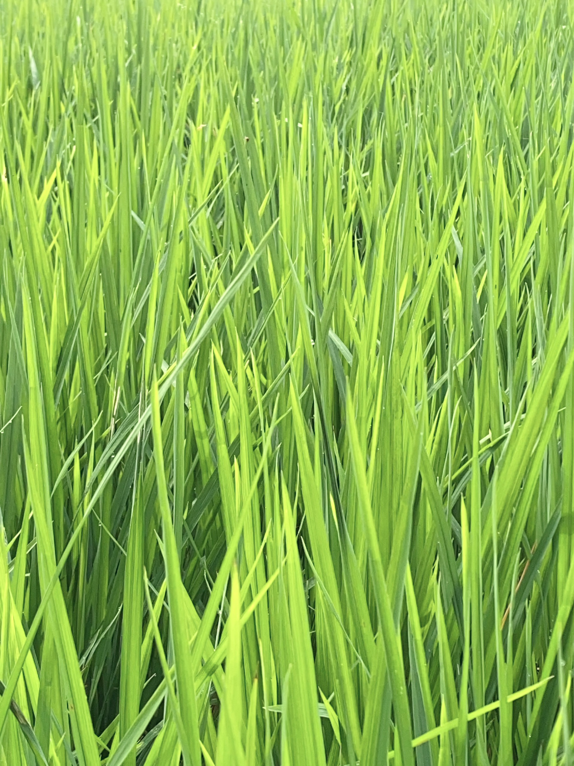 RA RỄ NỞ BỤI CHUYÊN LÚA CHAI 1L (Phân bón kích rễ, nở bụi lúa, xanh lá, cứng cây)