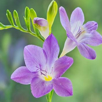 3 Củ giống hoa lan nam phi hoa màu tím