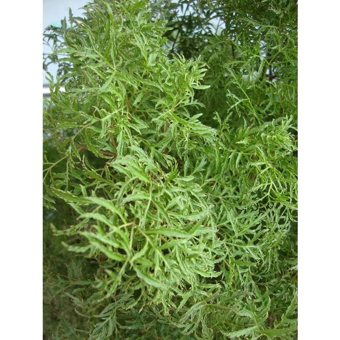 Cây Đinh lăng ta lá nếp - cây giống