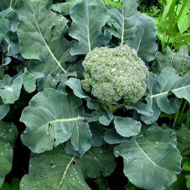 [Seeds] Hạt giống súp lơ xanh (bông cải xanh) RD687, đóng gói 0.2gr (khoảng 50 hạt)