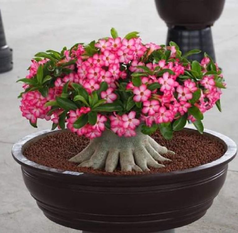 Hạt giống cây hoa sứ kim tự tháp - Gói 5 hạt