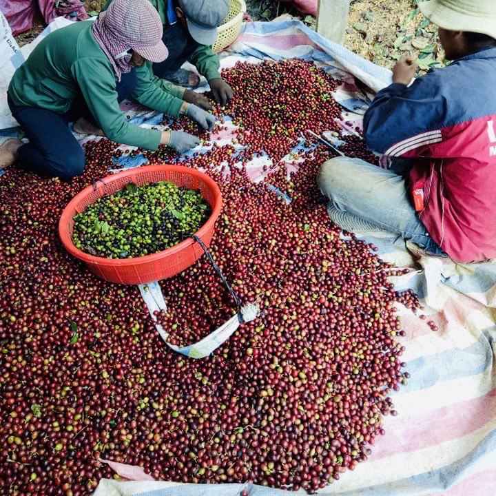 Hộp Quà Cà Phê Cầu Đất DalatFarm (Arabica - Robusta - Phin)
