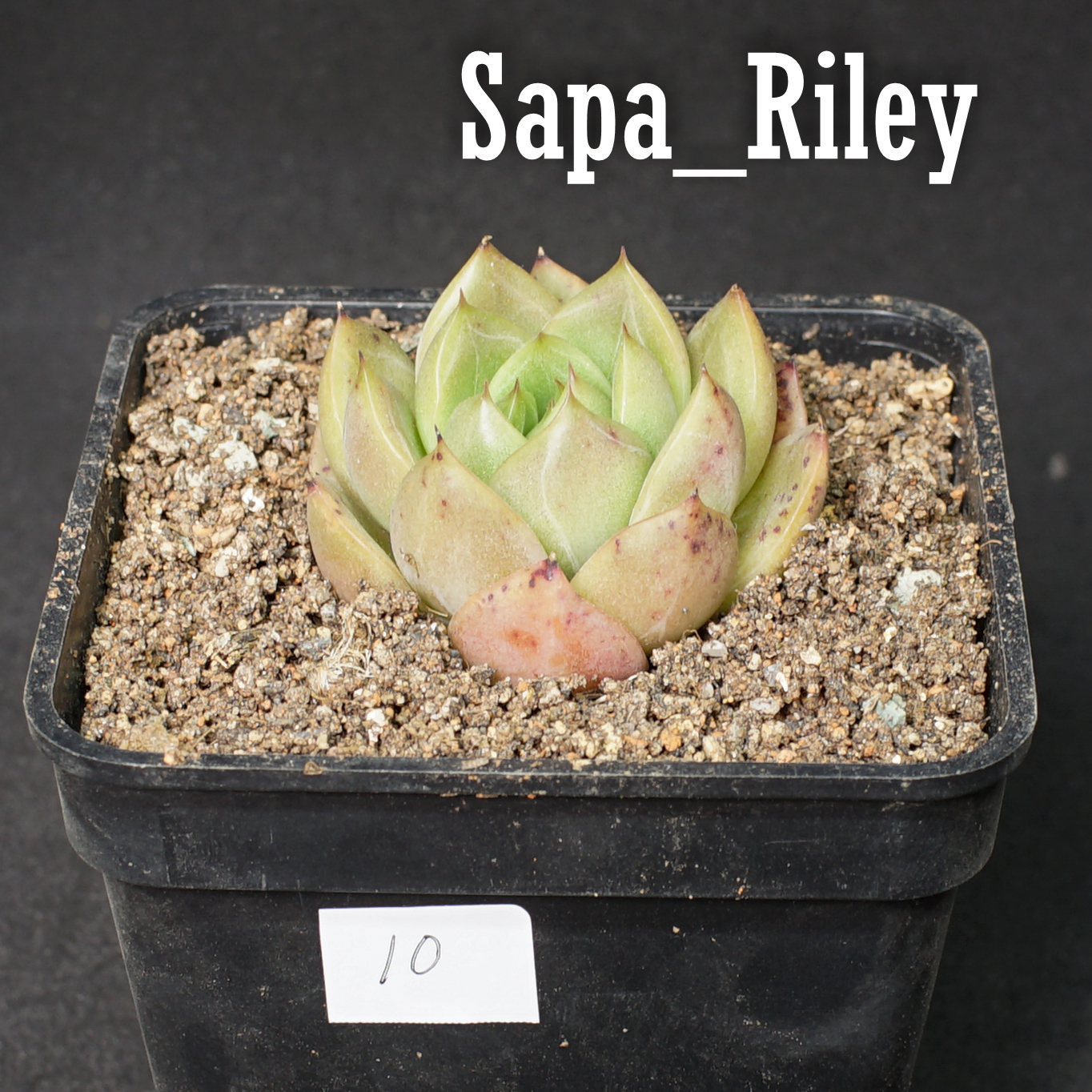 Sen đá Echeveria màu mè
