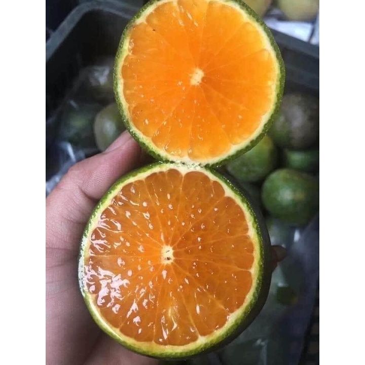(HN) Cam Sành Mọng Nước Bổ Dưỡng - Giao Hỏa Tốc 1h