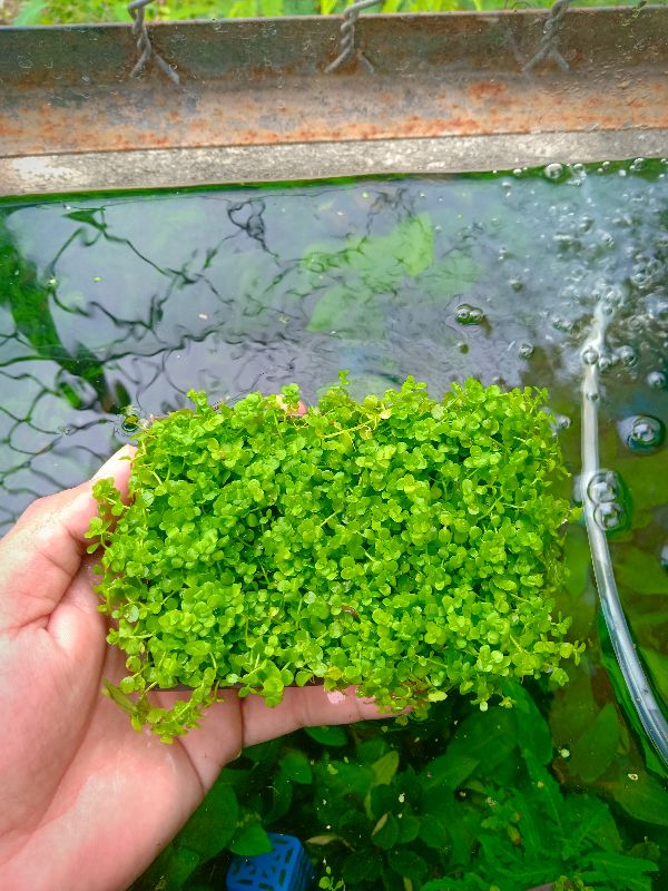 TRÂN CHÂU NGỌC TRAI THỦY SINH (1 TẤT)