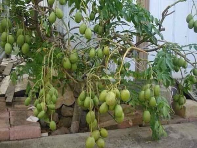 cây cóc thái lùn siêu quả- cây giống