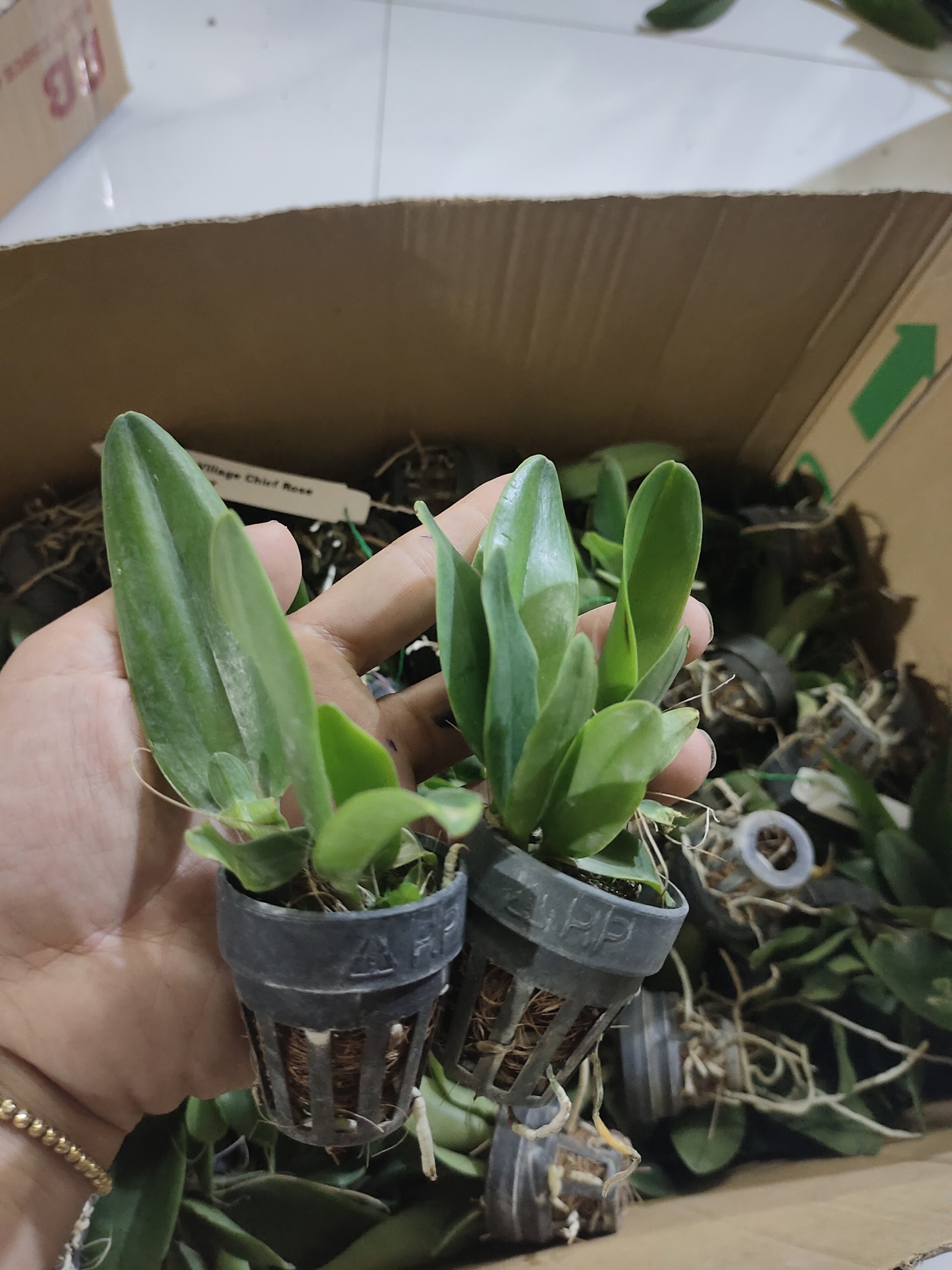 CATT VUA CƯƠNG SƠN CÂY GIỐNG Cao 5-10Cm