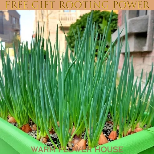 FREE Fertilizer+Spring Onion Seeds for Planting Vegetable Plants (20