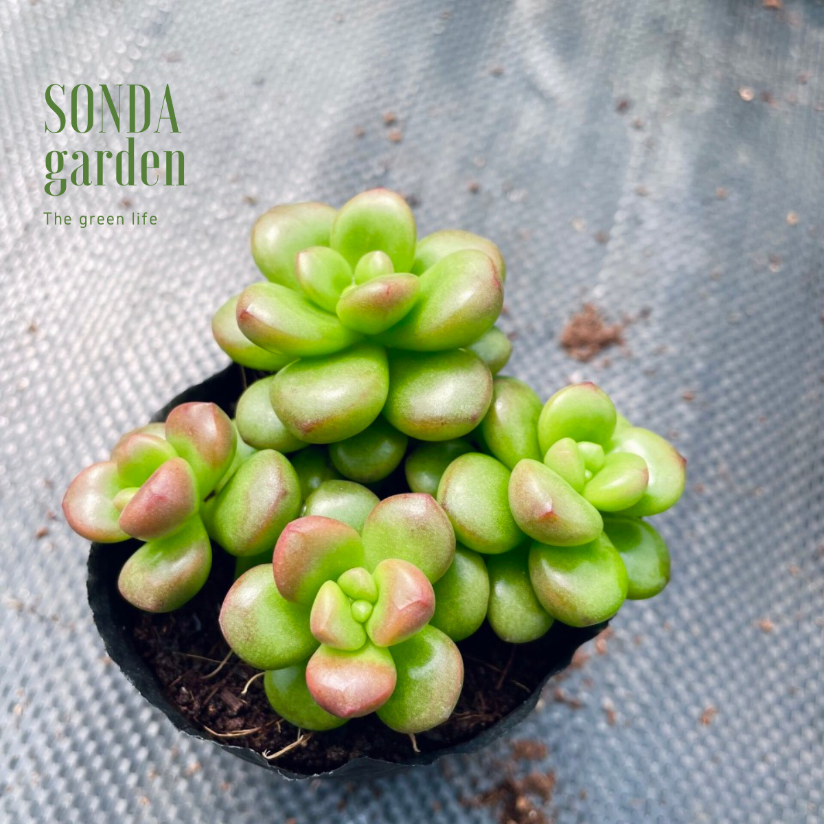 SEN ĐÁ CHILLI CHESSE GIỐNG MỚI SIZE BÉ LỖI 1 ĐỔI 1