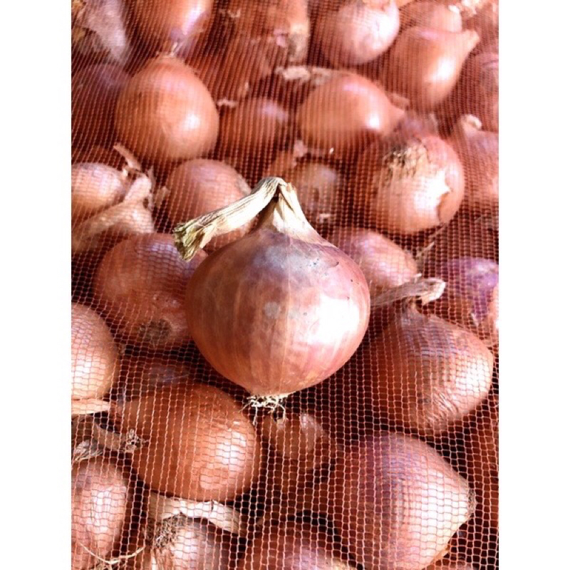 1kg hành củ khô - hành khô không nhánh củ to đẹp