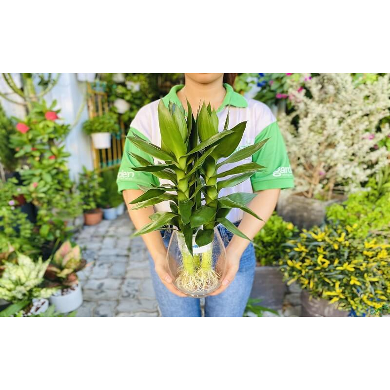Chậu 3 thân cây phát tài búp sen trồng được cả thuỷ sinh