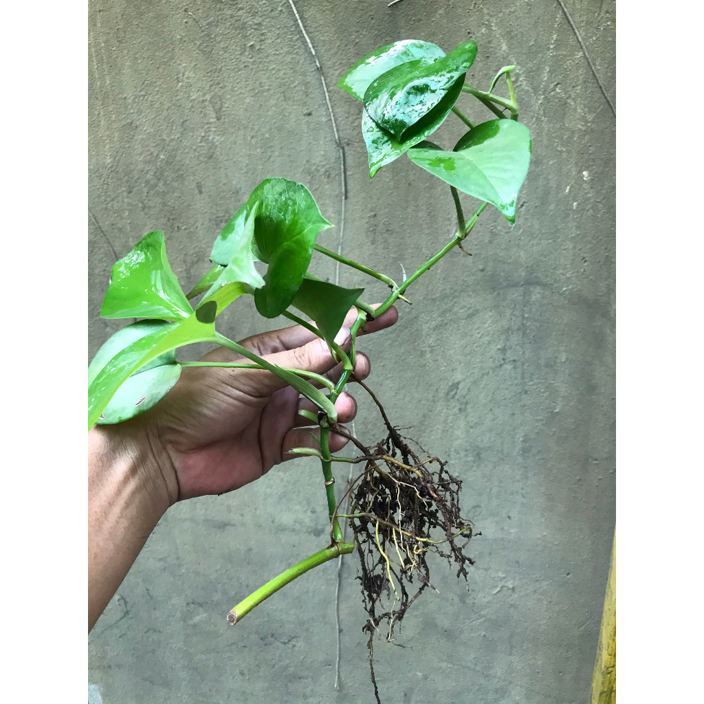 cây trầu bà 5k 1 cây