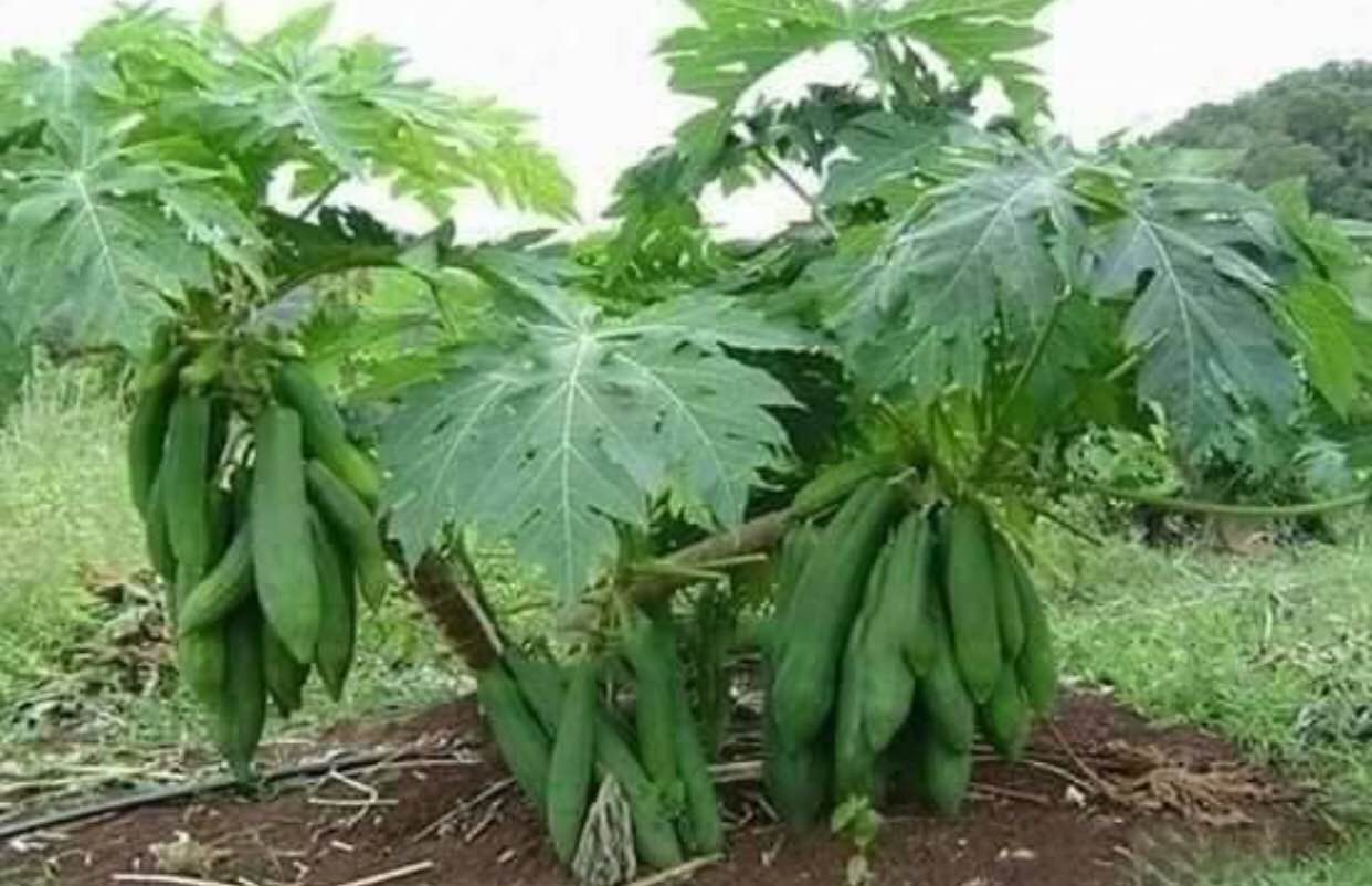 GIỐNG ĐU ĐỦ LÙN THÁI LAN
