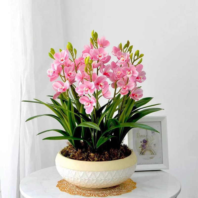 Củ giống hoa lan thanh Nga(1củ)