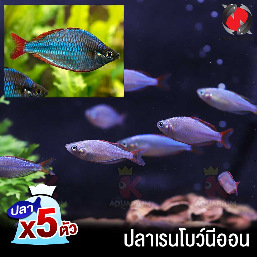 อันดับหนึ่ง 99+ ภาพพื้นหลัง ปลานีออนเลี้ยงกับปลาอะไรได้บ้าง อัปเดต