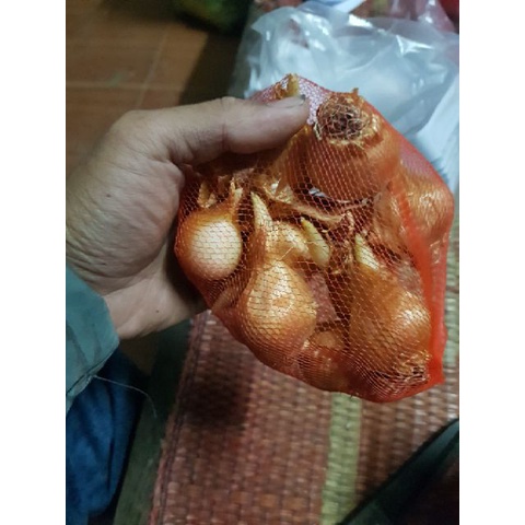 Củ hoa diên vĩ chọn màu