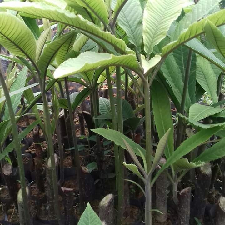 cây giống cây ngựa vằn lá đốm (khôi đốm, cây xăng xê)