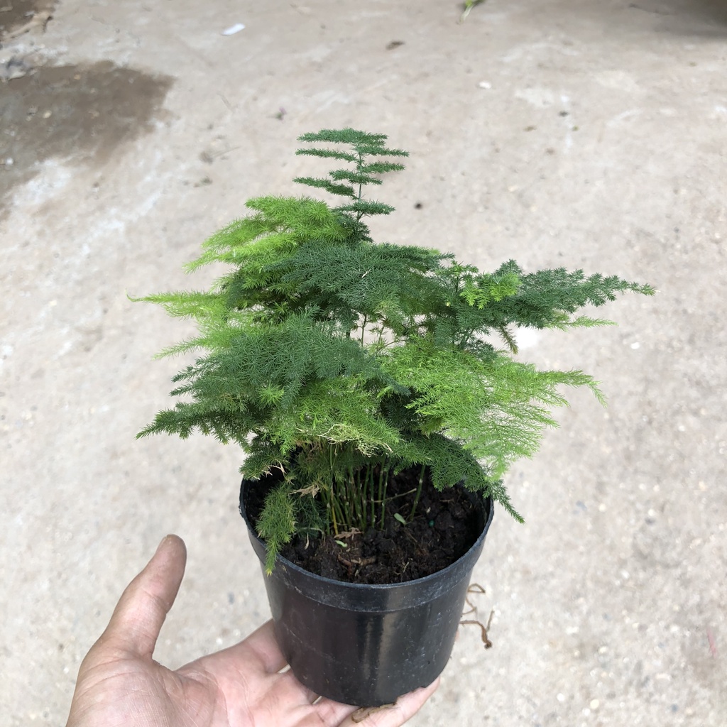 Cây thủy tùng mini để bàn, Cao 15cm - Trang trí tiểu cảnh mini, để bàn