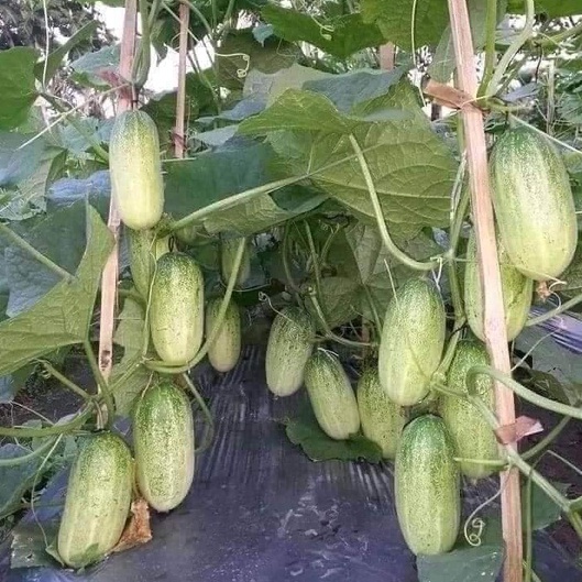 Hạt giống dưa chuột khổng lồ siêu quả