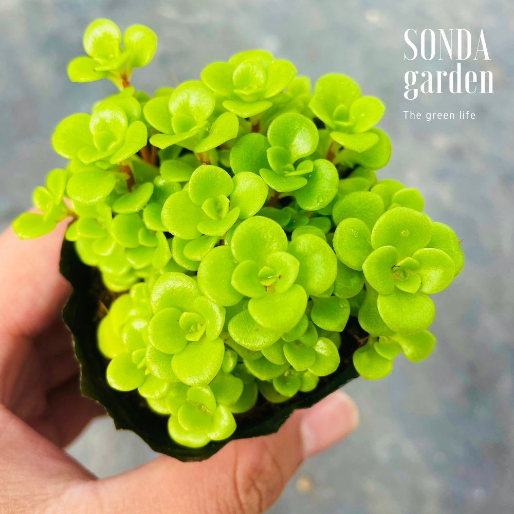SEN ĐÁ SEDUM VẢY CÁ SIZE BÉ, LỖI 1 ĐỔI 1