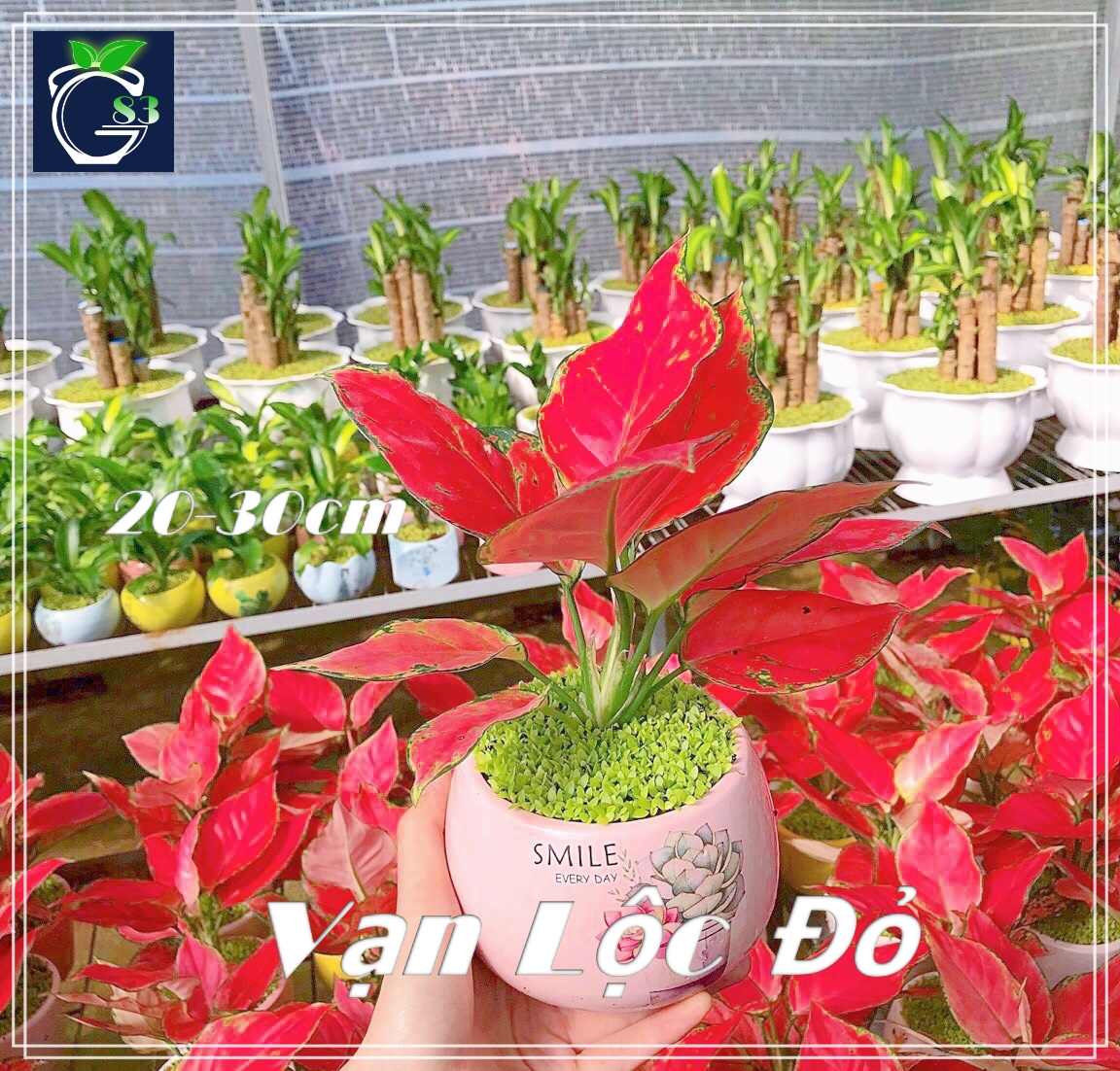 Cây Vạn Lộc Đỏ (Thái)