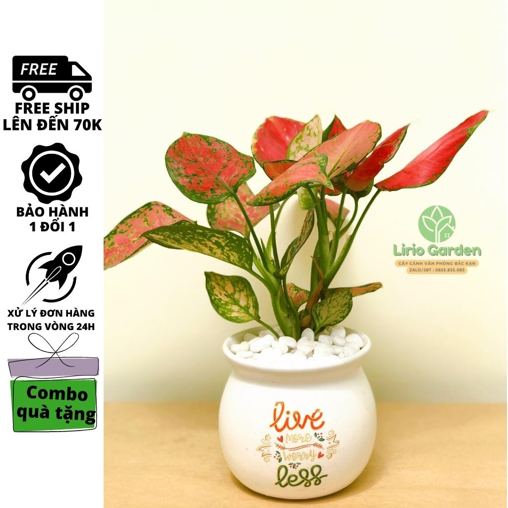 Cây hồng lộc , vạn lộc