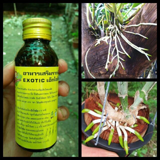 Kích rể exotic thái lan chuyên dùng cho hoa lan , kích rễ cực mạnh