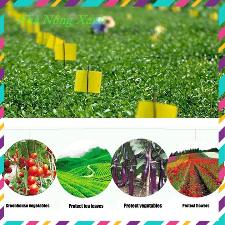 Miếng bẫy ruồi vàng, côn trùng, 2 mặt siêu dính, set 20/50 miếng