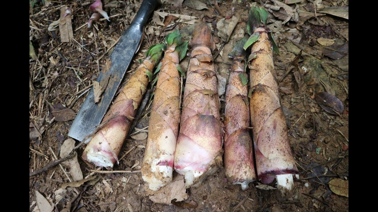 Cây Giống Tre Vầu Ngọt (cây giống Măng Vầu ngọt)