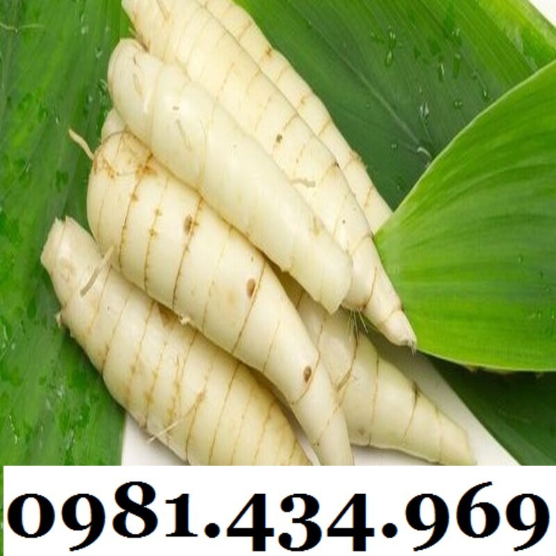 Củ Bình Tinh (Dong Đao, Dong Tróc, Mì Tinh) 01KG Chuẩn Chất