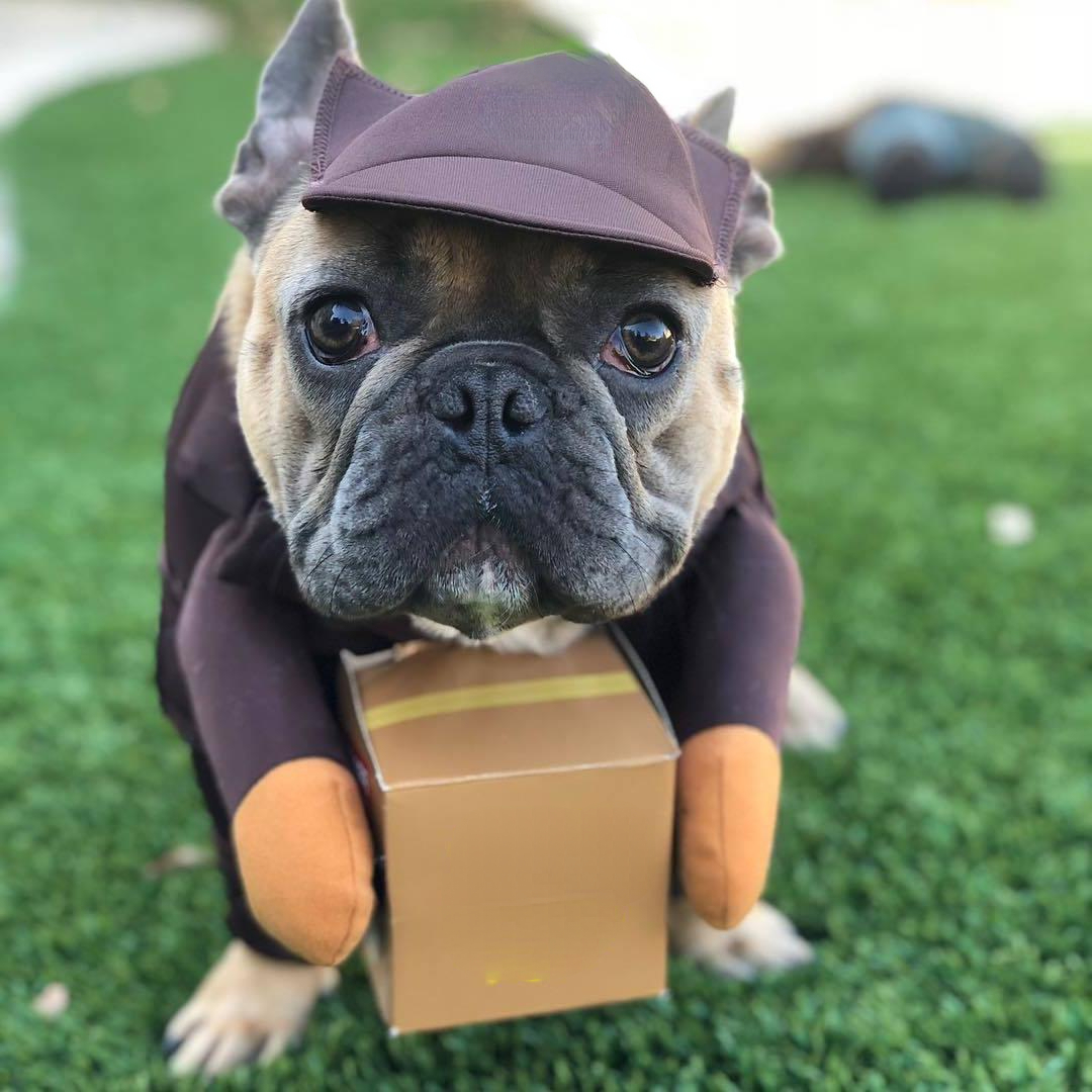 %E3%80%90The%20Quiet%20Page%E3%80%91Pet%20Halloween%20Ups%20Costumes%20Funny%20Dress%20Up%20Outfits%20Set%20With%20Hat%20Pet%20Supplies%20For%20Medium%20Large%20Dogs%20Courier%20Clothing%20Pet%20Products%20-%20Image%208