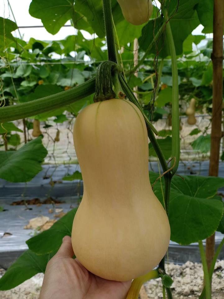 Hạt giống bí bơ butternut Thái Lan