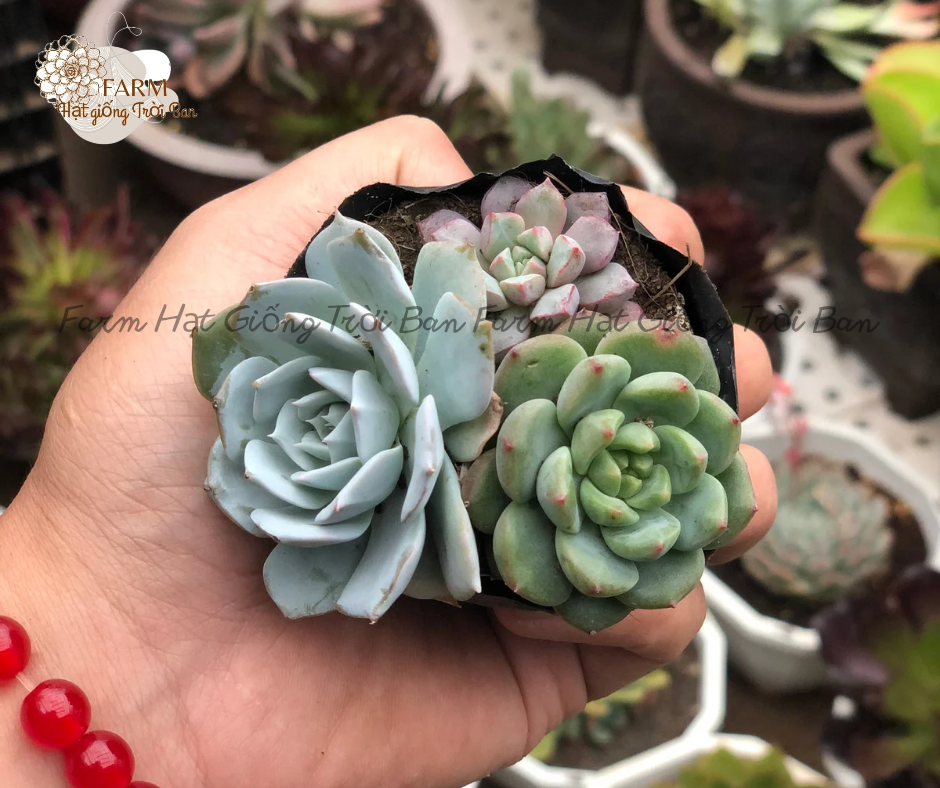[ Ngẫu nhiên ] SEN BẦU 3 CÂY NGẪU NHIÊN - HÀNG ĐẸP