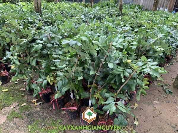 Cây giống Thanh Nhãn siêu trái. ( siêu sớm ].