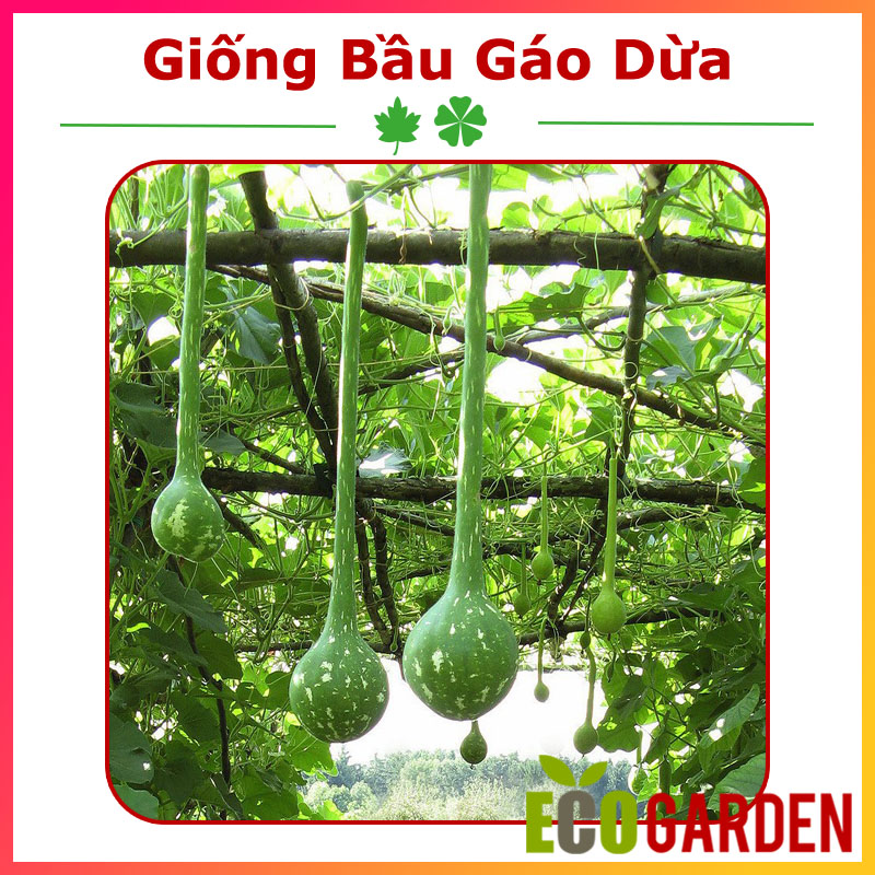 Hạt giống bầu gáo dừa