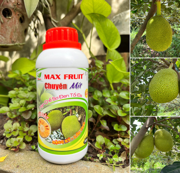 Phân Bón Lớn Trái Mít, Hạn Chế Sơ Đen Max Fruit Chai 0,5 Lít