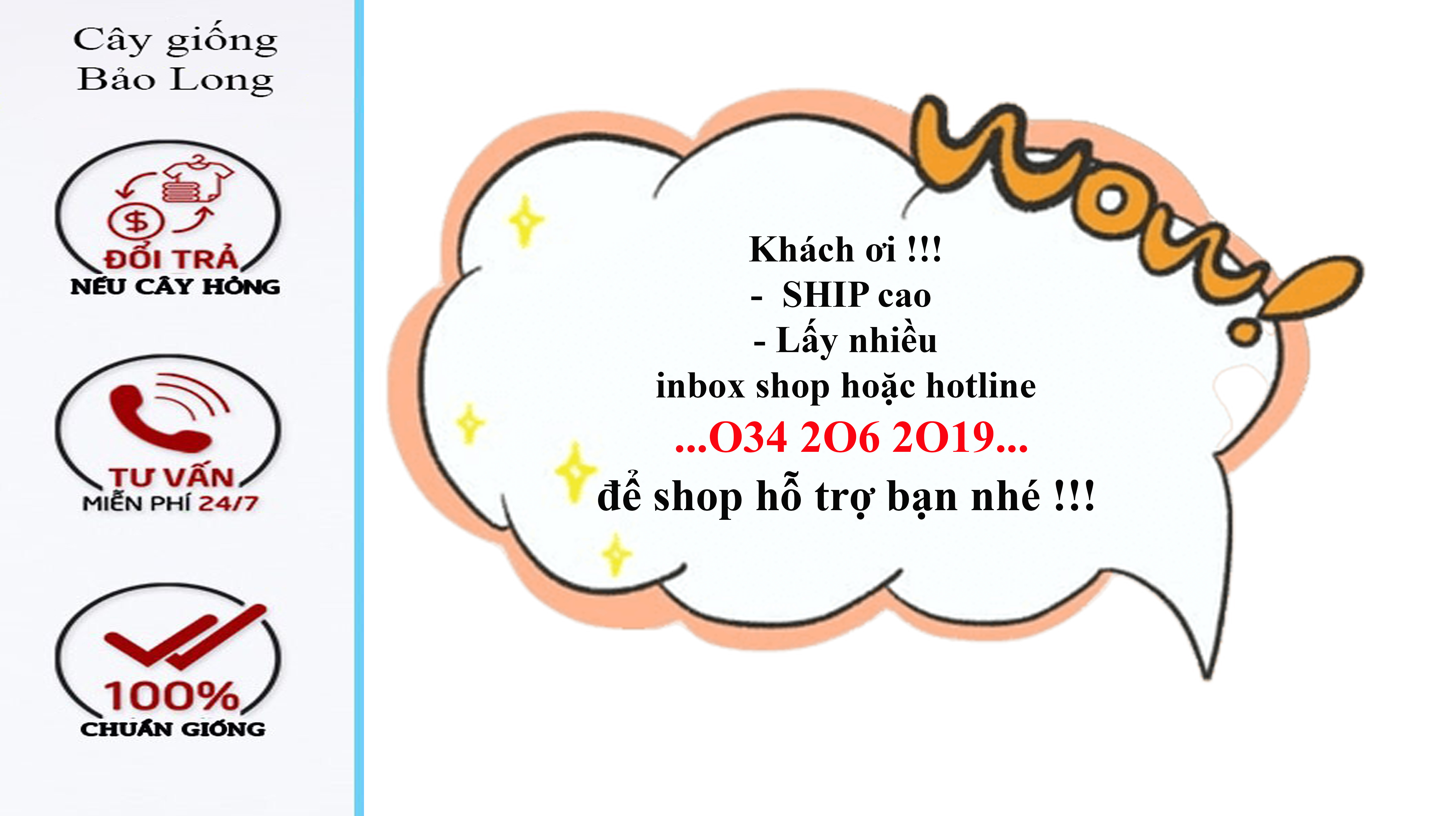 cây giống na dai