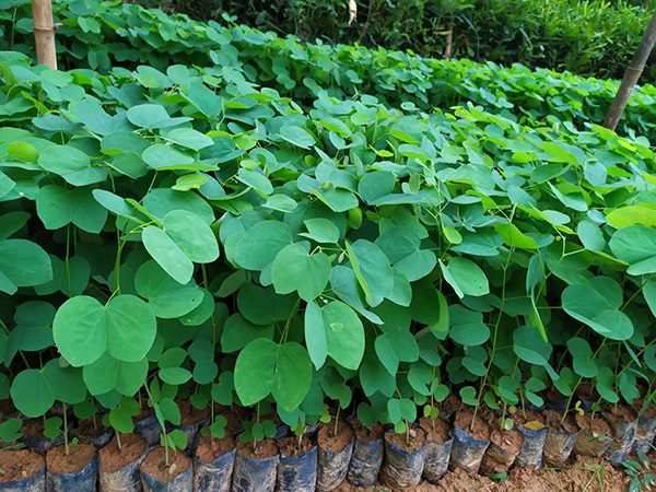 CÂY GIỐNG HOA BAN TRẮNG TÂY BẮC