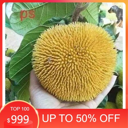 CÂY GIỐNG MÍT ẤN ĐỘ QỦA NHỎ SIÊU THƠM ( CHUẨN GIỐNG)