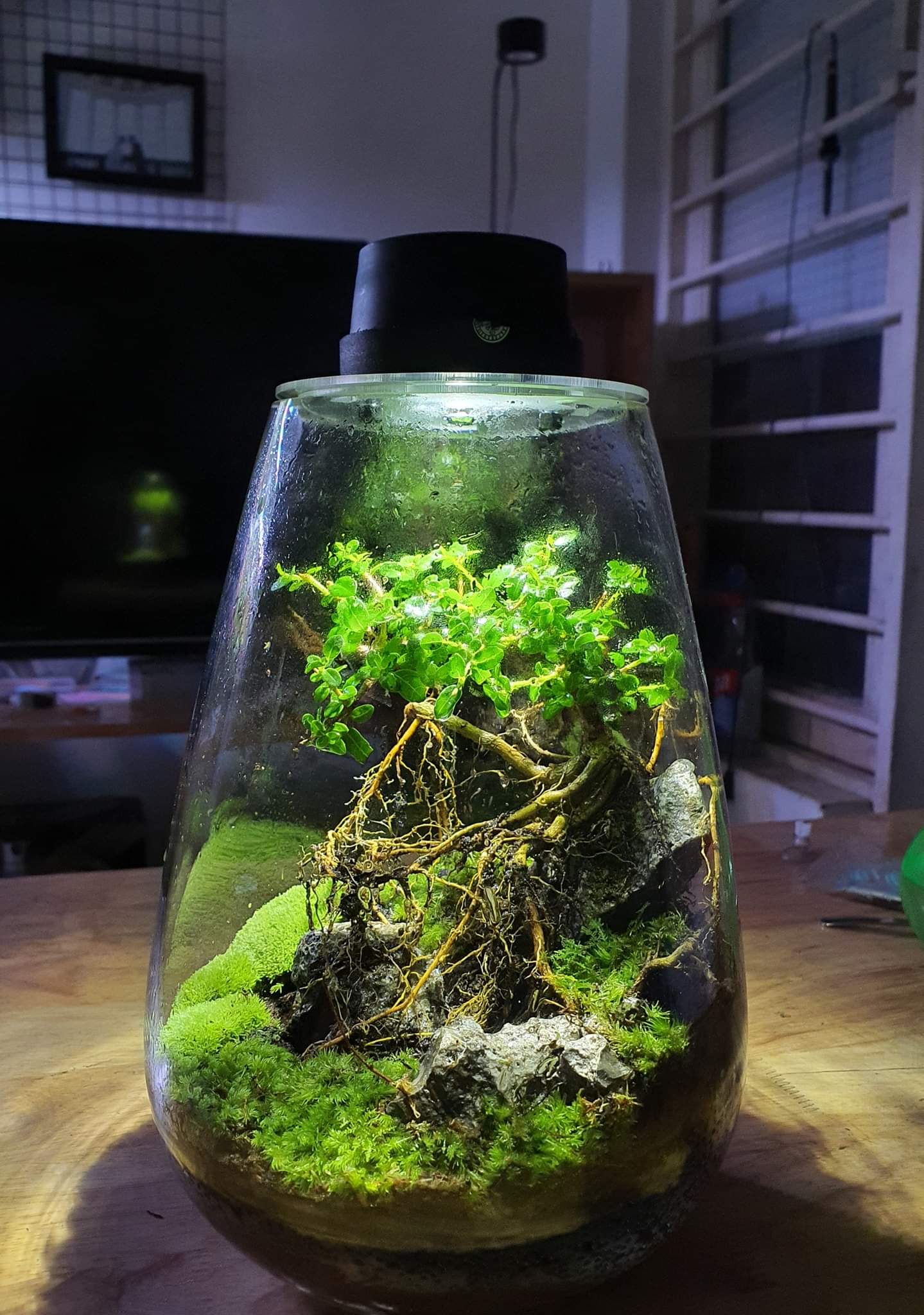 nắp đèn cho bình terrarium hàng đặt 1-3w